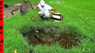 FISH and EELS SWIMMING up FLOODING GRASS to My POOL [upl. by Ylelhsa736]