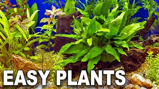 My Top 10 Easy Beginner Aquarium Plants [upl. by Siulegroj83]