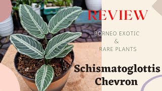 Borneo Rare Plant  Schismatoglottis Chevron  Borneo Exotic Plants [upl. by Idhem]