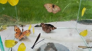 catching butterflies dragonflies hunting insects wasps [upl. by Philis]