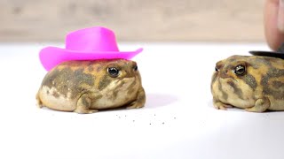 Stylish Rain frogs [upl. by Endys]