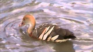 Plumed Whistling Duck 2 [upl. by Fulbert999]