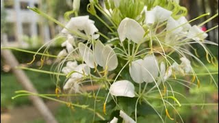 Flower  White Cleome  Spider Flower [upl. by Salb782]