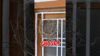 Ghosla 🪺 bana liya window 🪟 par bird 🐦 ne shorts birdnest petsvlog [upl. by Tjon363]