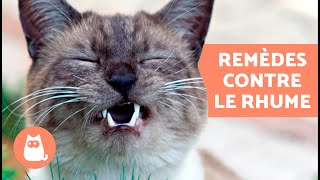 5 REMÃˆDES MAISON contre le RHUME chez le CHAT ðŸ±âœ… Que DONNER Ã un CHAT ENRHUMÃ‰ [upl. by Hannaj281]