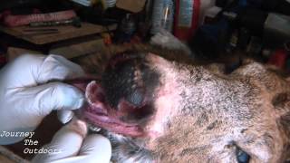 JTO 168  DEER TAXIDERMY  SKINNING A BUCK HEAD FOR MOUNTING PART 1 [upl. by Hebner]