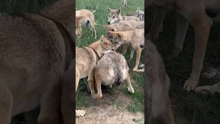 A Wolfe Pack Searching Hole wildlife wolf animals wildanimals [upl. by Bertolde]