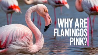 Why Are Flamingos Pink Discover Their Fascinating World and Behavior [upl. by Orsa17]