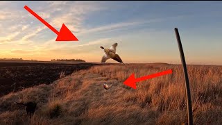 Flushing Pheasants with a Puppy Hunting a Dry Creek Bed in a Soybean Field [upl. by Sualkcin]