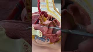 Female Reproductive system Anatomical model 🩺 [upl. by Grounds]