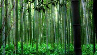 Trail of the Angels  Bamboo Flute Chinese Music  Xiao [upl. by Alded]