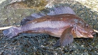 Greenling Off The Breakwater  Fishing Victoria BC [upl. by Aspasia364]