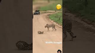 Serval vs Cheetahs🤭🤭 shorts wildlife [upl. by Ihskaneem]