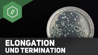 DNA Replikation  Elongation und Termination [upl. by Aninahs677]