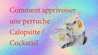 Comment apprivoiser une calopsitte partie 1  How to Tame a Cockatiel part 1 [upl. by Amme285]