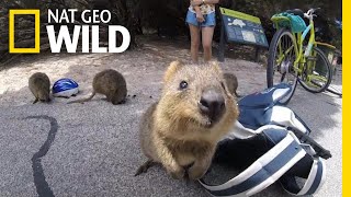 How Did Selfies Save the Cute Quokka  Nat Geo Wild [upl. by Hajed591]