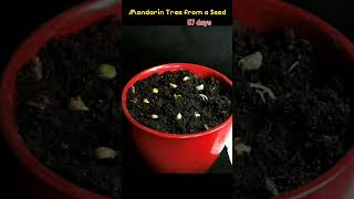 How to Grow a Citrus  Mandarin Tree from a Seed 57 days TimeLapse [upl. by Niarbo]