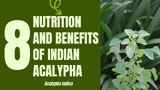 8 Medical Uses and Health Benefits of Indian Acalypha Acalypha indica Linn [upl. by Brendan]