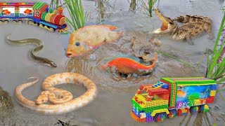 So Amazing Catching Colorful Betta Fish In The River Cute Catfish Ornamental Fish Turtle Bird Wolf [upl. by Grey]