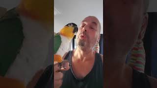 Caique Parrot 3  Singing amp Dancing parrot caique caiques birds bird petbirds funny shorts [upl. by Towland35]