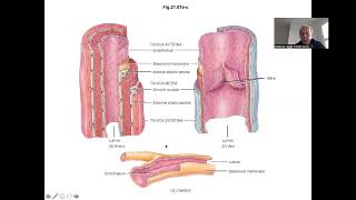 Cardiovascular system amp Blood  Part 1 [upl. by Tidwell]