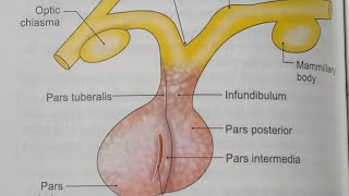 PITUITARY GLAND ANATOMYNOTESBDCHAURASIAHEADNECK AND BRAIN ANATOMY [upl. by Birecree]