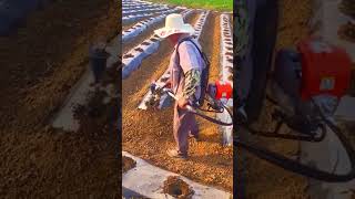 The process of using a manual lawn mower for planting seedlings [upl. by Ioyal834]