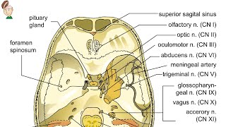 Quais são os nervos cranianos Qual a função dos nervos cranianos Neuroanatomia Funcional Básica [upl. by Woodie]