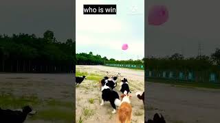 Boyes playin and dog also playing bolibol funnyanimlas dog shorts [upl. by Naj]