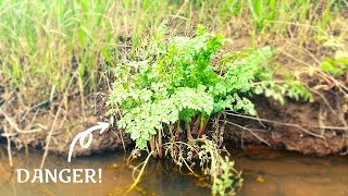 Most Poisonous plant in the UK  Hemlock Water dropwort [upl. by Ylla769]