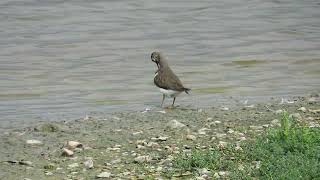 Common Sandpiper at Titchfield Haven NNR Hampshire September 9th 2024 [upl. by Enitsirk199]