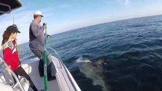 16ft Great white shark caught and released off Hilton Head SC [upl. by Morgan862]