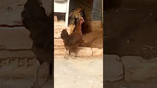 laying egg myfarmupdateaseel chickenfarming chicken aseelhenfarming birds babychicken [upl. by Lertnek211]