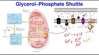 Shuttle Mechanisms amp ATP Yield [upl. by Phox]