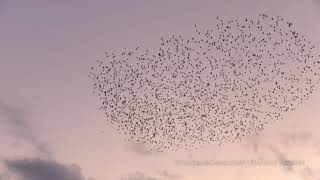 Starling murmuration in sunset [upl. by Inahc]