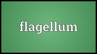 Flagellum Meaning [upl. by Eilema]