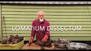 How to Process Lomatium Dissectum Root with Michael Pilarski quotSkeeterquot [upl. by Cirdahc]