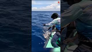 Catching 97kg Yellowfin Tuna Using Live Rosy Snapper Fish [upl. by Beichner]