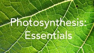 Photosynthesis essentials [upl. by Tannie]