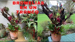 Tronco de Arbol con Bromelias como se hace [upl. by Gitlow]