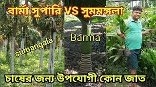 বার্মা সুপারিVS সুমমঙ্গলা সুপারি চাষের জন্য উপযোগী কোন জাত। [upl. by Bodrogi]