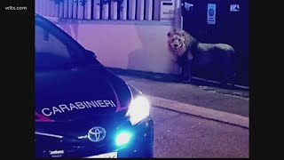 Escaped circus lion captured after prowling the streets in Italy quotVery tensequot [upl. by Eillod]