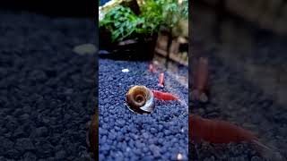 Un escargot daquarium qui cohabite avec les crevettes 🐌🦐aquariumfish [upl. by Retse656]