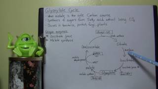 MBIO background Info  Glyoxylate cycle [upl. by Leinahtam]