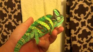 Veiled chameleon changing colors [upl. by Margherita380]