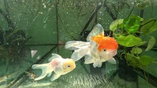 Oranda goldfish 13cm with a bug Red cap 4k video quality [upl. by Assenahs]