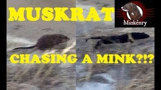 Muskrat Chasing a Mink [upl. by Adnalram56]