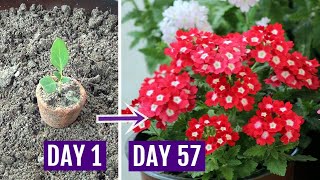 How to Grow Verbena Plant with All Care Tips  Complete Guide [upl. by Ahsema434]