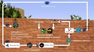 Ekosistemler  Azot Döngüsü [upl. by Eahs]