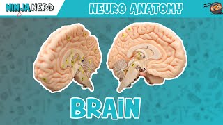 Anatomy of the Brain  Model [upl. by Kotta867]